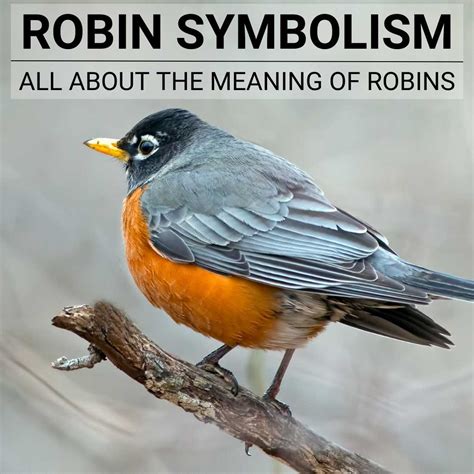 The Robin Meaning: All About The Symbolism Of Robins - The Full Guide