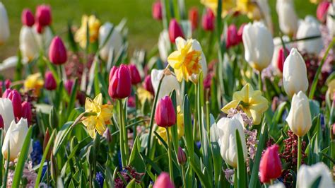 Image result for Planting Bulbs for Spring