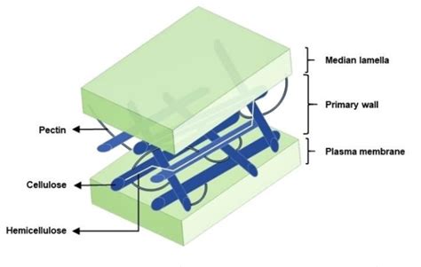 Image result for Pectin Structure