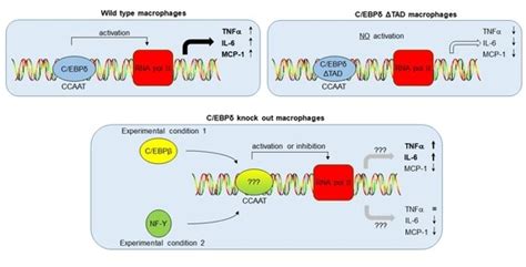 CEBPD Potentiates the Macrophage Inflammatory Response but CEBPD Knock ...