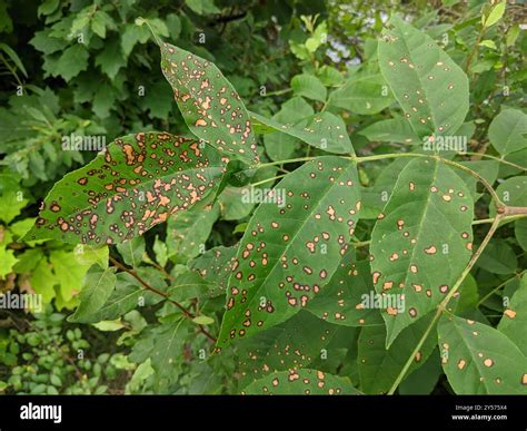 Ash Tree Leaf Spots