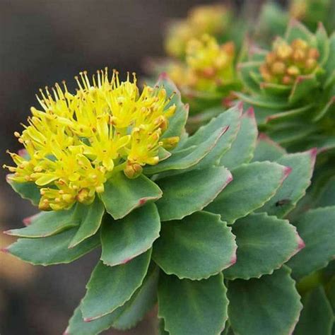 Buy Golden Root, Rhodiola rosea - Succulent Plant online from ...