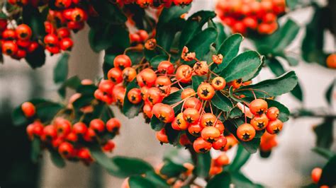 Download wallpaper 2560x1440 rowan, berries, bunch, branches, plant ...