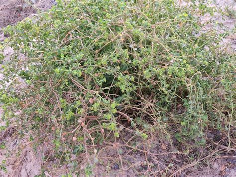 Umdlebe Tree 的图像结果