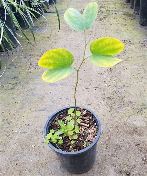 Buy Live Pata de vaca Tree ( Bauhinia forficata ) Brazilian Orchid Tree ...