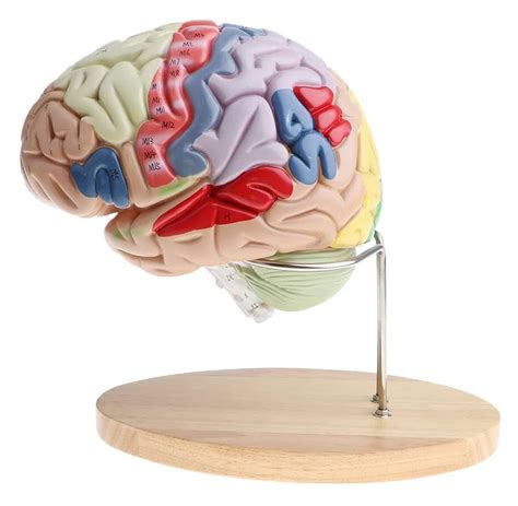 Rexgel Torso And Skeleton Models Anatomical Perfk Removable 4 Parts ...