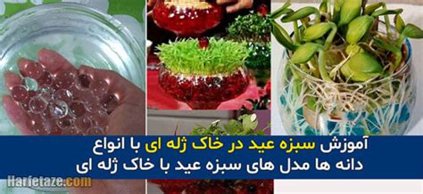 آموزش کاشت سبزه عید در خاک ژله ای با انواع دانه ها + مدل سبزه با خاک ژله ای
