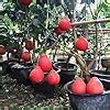 BISWAS PLANTS HOUSE` Thai Red Pomelo/Batabi Lebu/Citrus Maxima Lemon ...