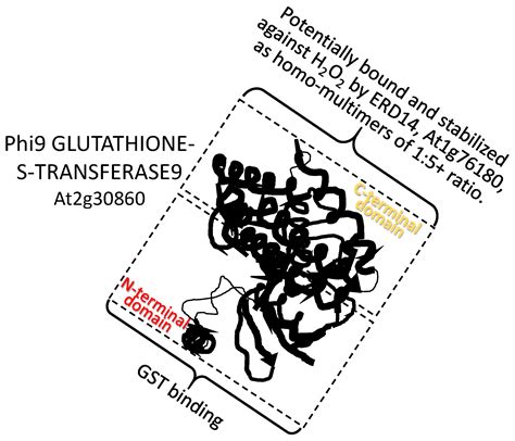 Late Embryogenesis Abundant Protein–Client Protein Interactions