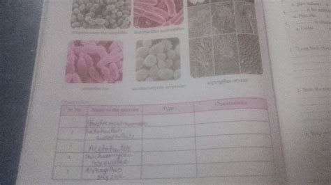 Streptococcus thermophilus, lactobacillus acidophilus, acetobacter ...