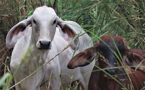 Bos taurus Domestic Cattle — Coke Smith Wildlife