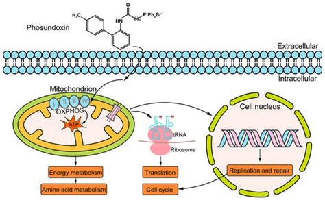 A Novel Mitochondrial Targeted Compound Phosundoxin Showing Potent ...