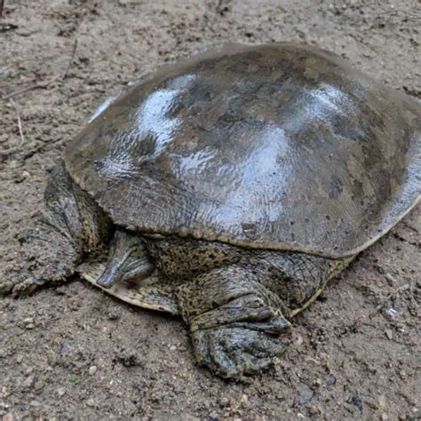 Image result for Turtle Color