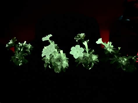 Time magazine’s best invention, glow-in-the-dark petunias, to be sold ...