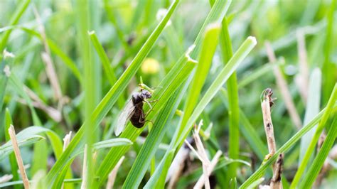 How to get rid of flying ants: 5 ways to be rid of swarming pests
