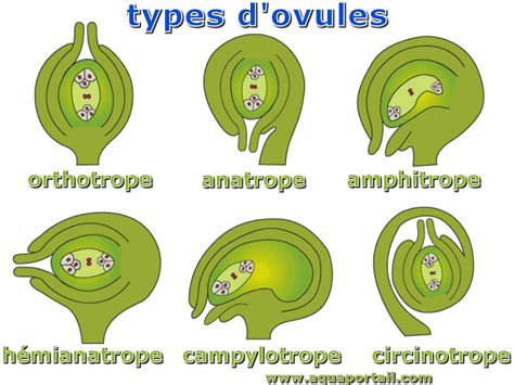 Inotrope Definition 的图像结果