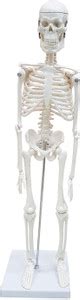 Labgo Polyvinyl Chloride Teachingnest | Desktop Skeleton Anatomical ...