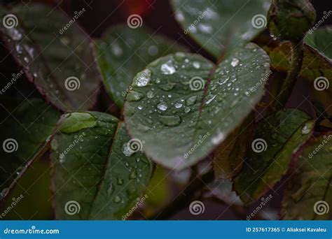 Beautiful Large Drop Morning Dew in Nature, Selective Focus. Drops of ...