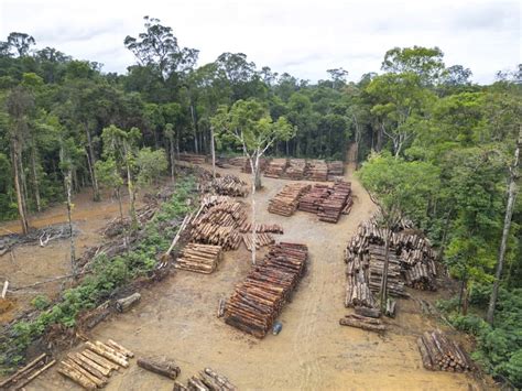 Image result for Logging Amazon Rainforest
