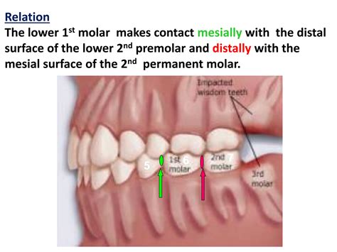MANDIBULAR first molars. (1) (1) (1).pdf