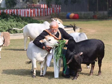 Punganur Cow: The world’s smallest and cutest cattle breed from India ...