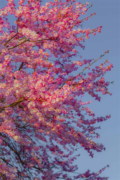 Cherry Blossom Japan 的图像结果