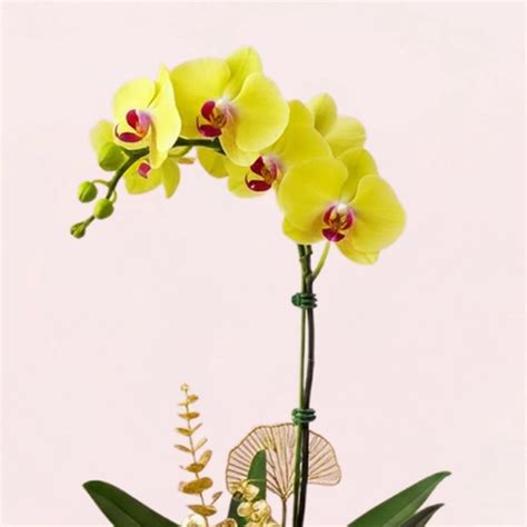 Blooming Orchids - Online Store