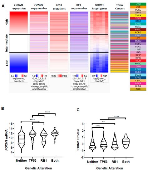 Pan-Cancer Analyses Reveal Genomic Features of FOXM1 Overexpression in ...