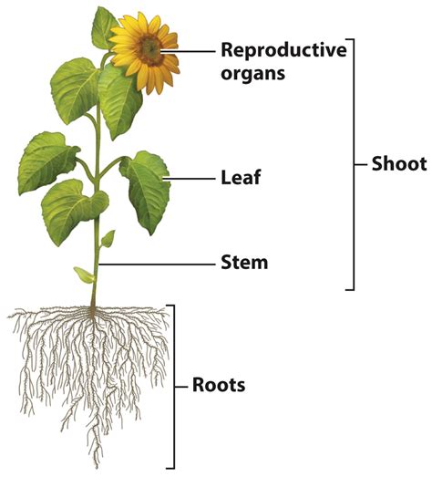 plant organs