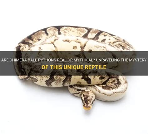 Image result for Chimera Ball Python