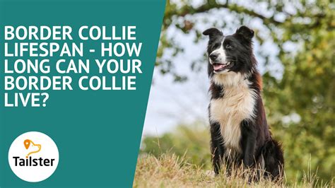 Border Collie Lifespan - How Long Can Your Border Collie Live?