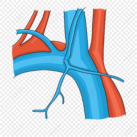 Cardiology Vein Arterial Illustration,mga Daluyan Ng Dugo,gamot Larawan ...