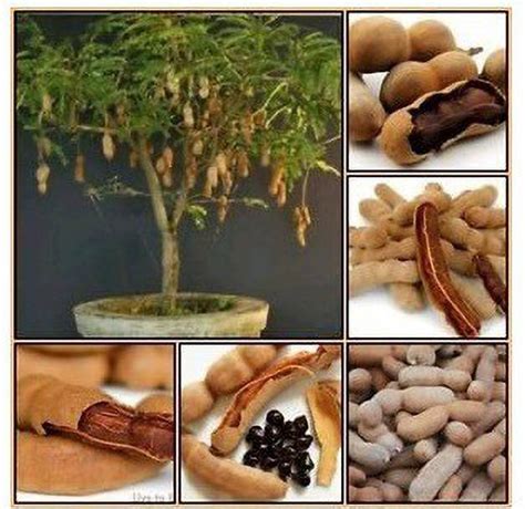 Biosnyg Meethi Imli (Thailand Tamarind)Seeds 25 Seeds Seed Price in ...