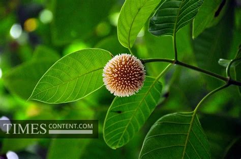 Kadamba Tree Feature Photo A close up of Kadamba flower...