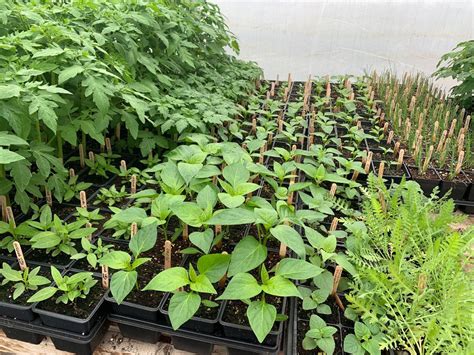 Vente de plants bio, Ferme des 3 Samson, Farnham, 16 May to 18 May ...