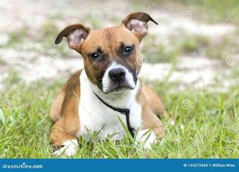 Are Pitbull Boxer Mix Good Dogs