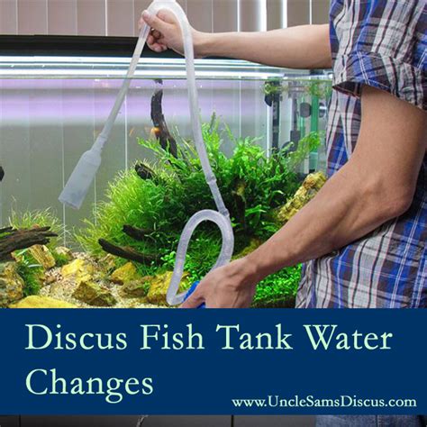 Image result for Discus Fish Water Conditions