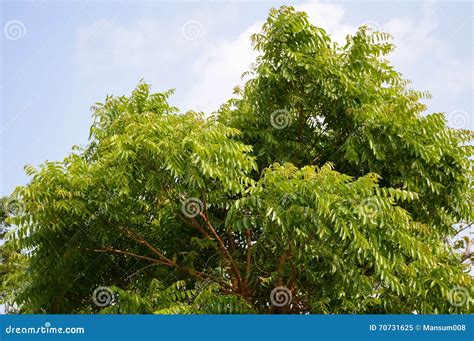Árbol Del Plan De Neem En Jardín Imagen de archivo - Imagen de fresco ...