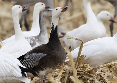 Snow Goose Numbers 的图像结果