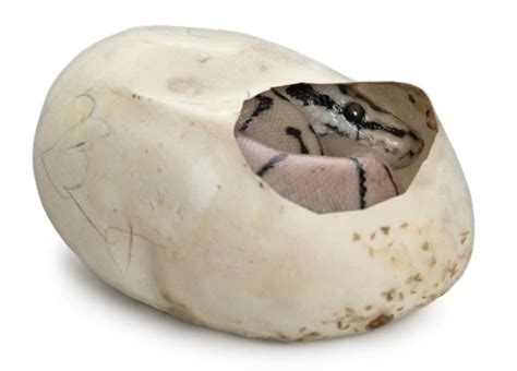 Ball Python Eggs 的图像结果