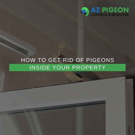 How To Get Rid Of Pigeons Inside Your Property