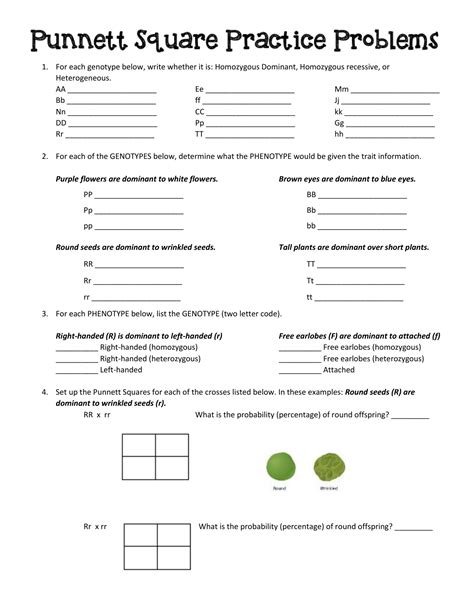 Punnett Square Practice Worksheet - E-streetlight.com