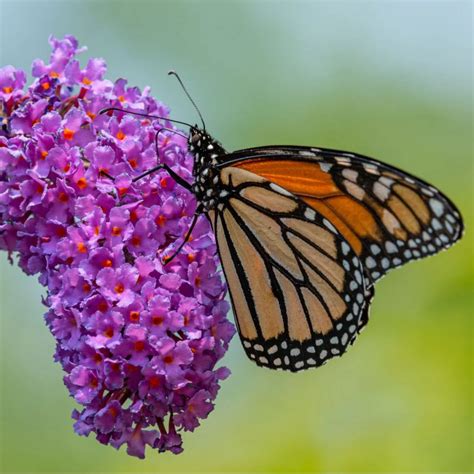 3 Bushes You Must Prune In Spring - And Only In The Spring!