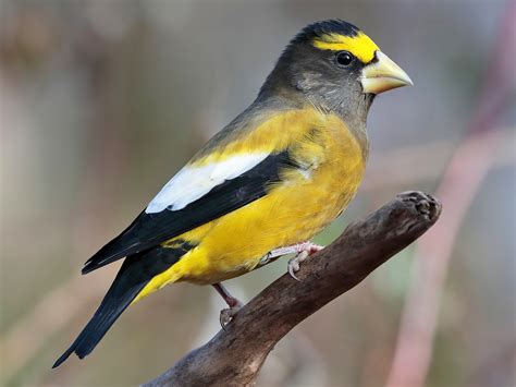 Evening Grosbeak - eBird