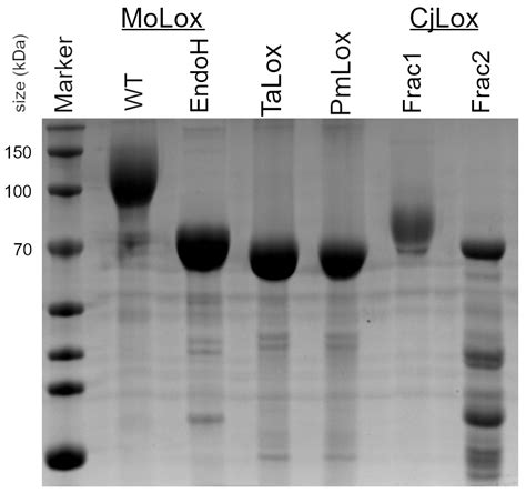 Biochemical Consequences of a Leucine-to-Cysteine Clamp Substitution in ...