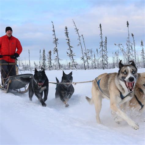 ALASKA MUSHING SCHOOL Guide (2026) All You Need to Know BEFORE You Go ...