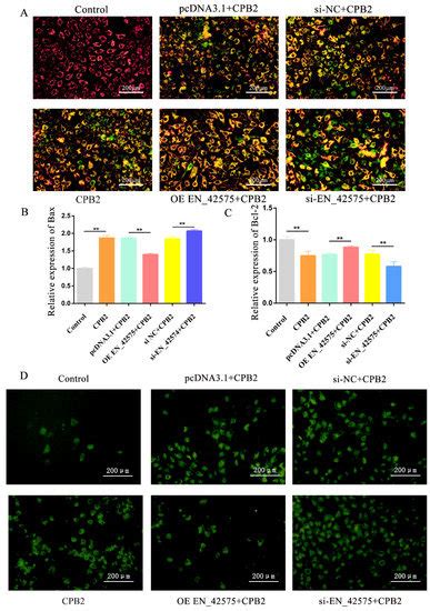 METTL3-Mediated LncRNA EN_42575 m6A Modification Alleviates CPB2 Toxin ...
