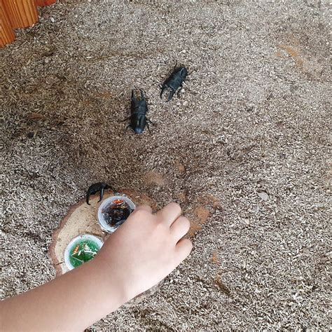 YEOJU INSECT MUSEUM - All You Need to Know BEFORE You Go 2026 (with ...