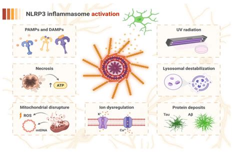 Targeting NLRP3-Mediated Neuroinflammation in Alzheimer’s Disease Treatment