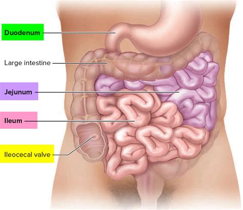 Image result for Small Intestine Jejunum